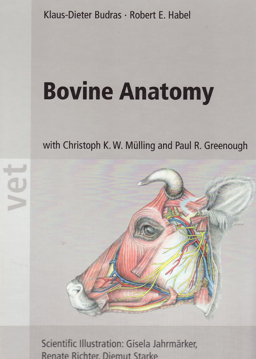 Bovine anatomy. An Illustrated Text